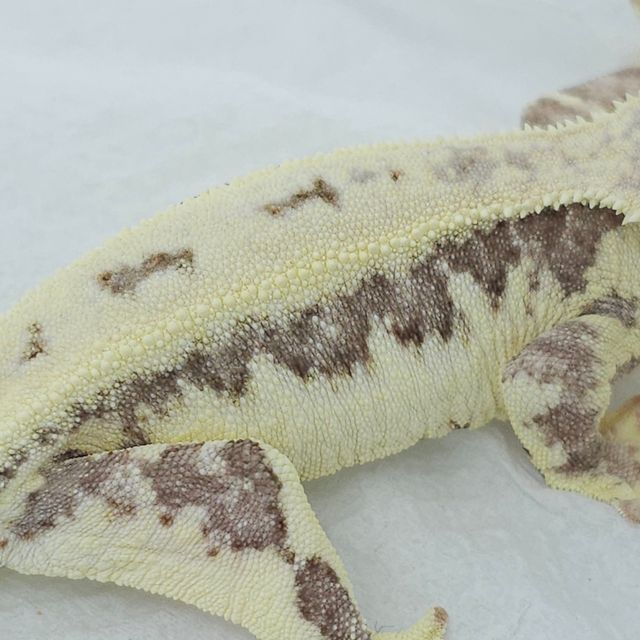 프라푸치노