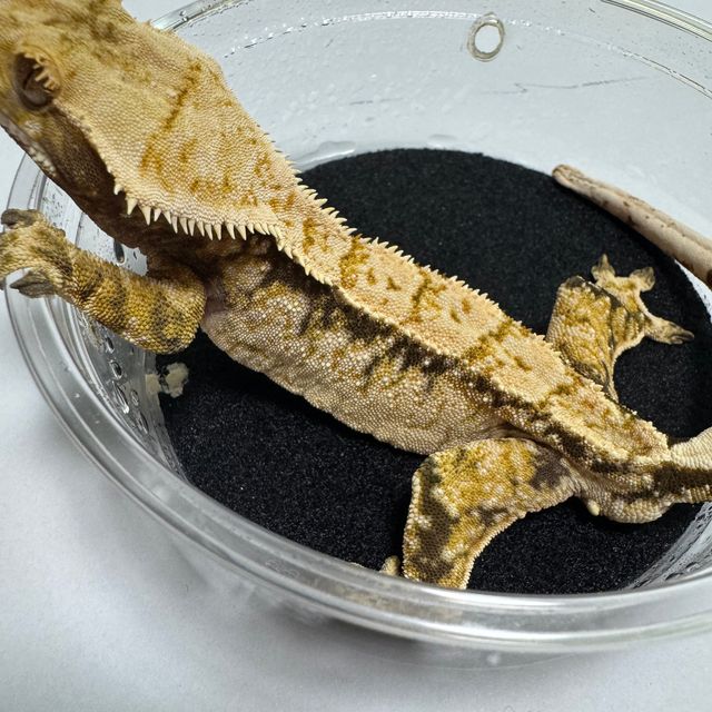 트라이 화이트스팟 드리피