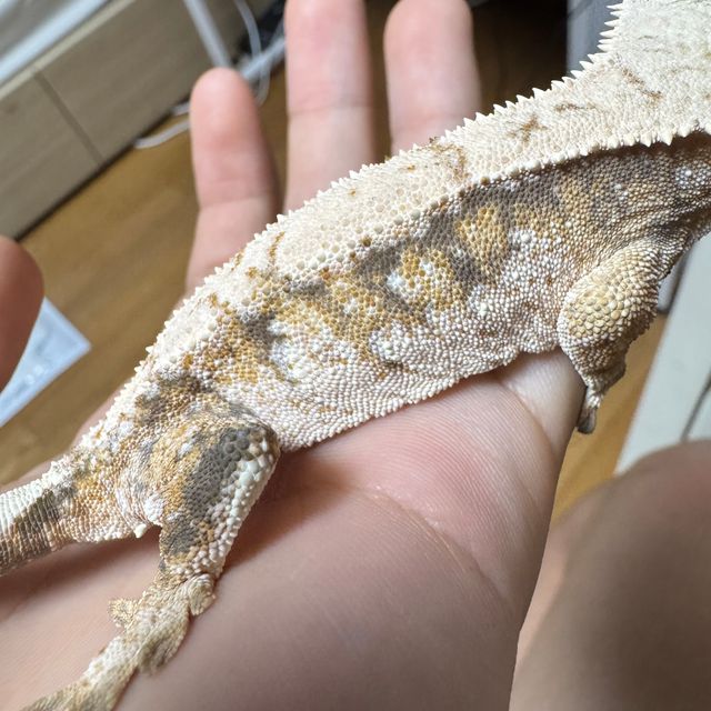 트라이 드리피 화이트스팟