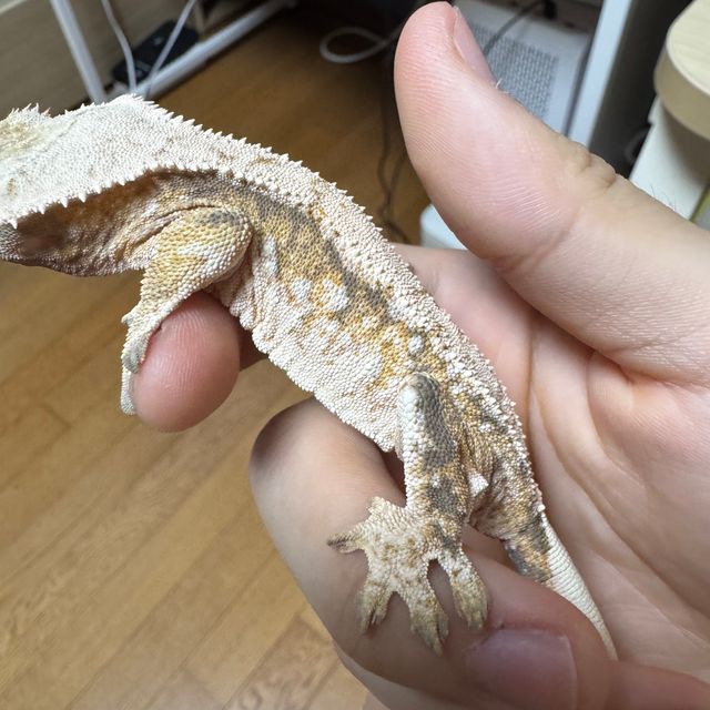 트라이 드리피 화이트스팟