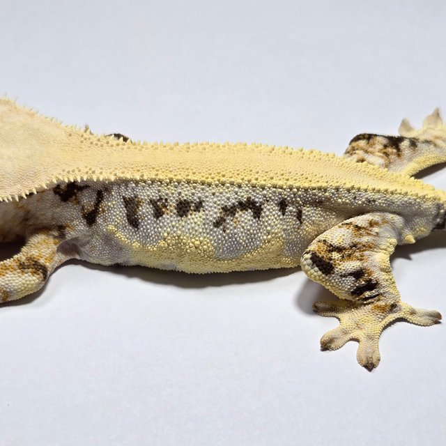 릴리화이트 솔리드백