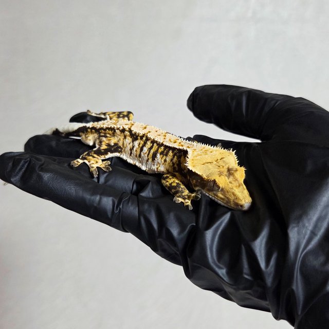 트라이 익스트림할리퀸