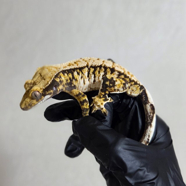 트라이 익스트림할리퀸