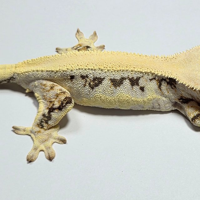 릴리화이트 솔리드백