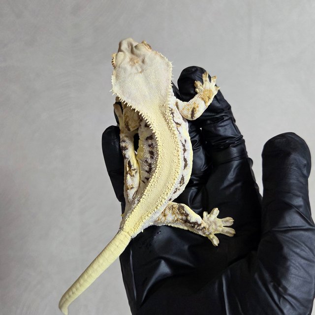 릴리화이트 솔리드백