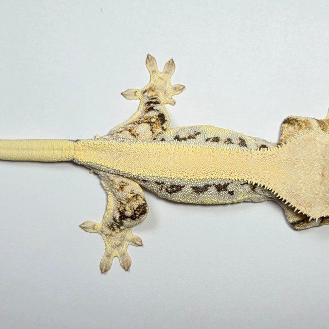 릴리화이트 솔리드백