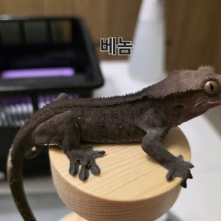 베놈