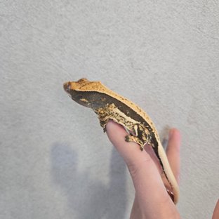 헤라
