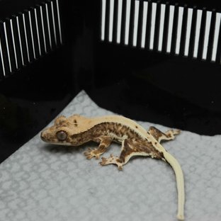베놈소다