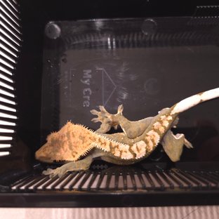 트라이