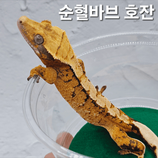 호잔