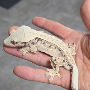 토르