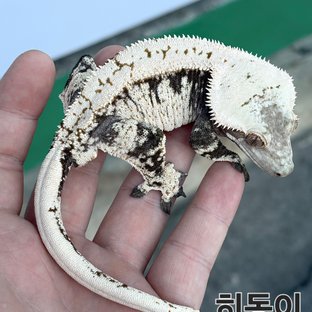 히동이