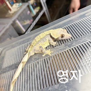 영자