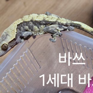 바쓰
