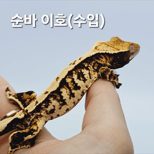 이호