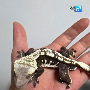 잭