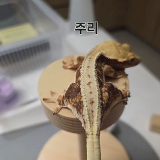 주리