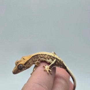 베놈소다