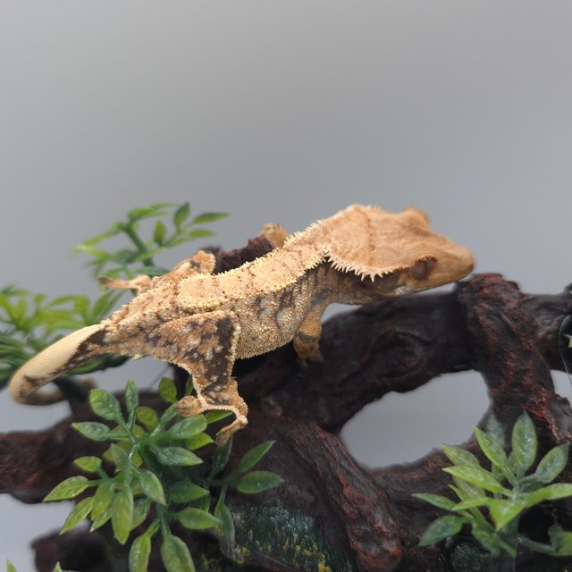 트라이 익스트림할리퀸