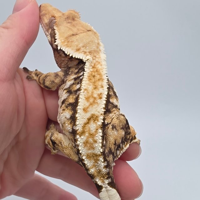 트라이 익스트림할리퀸