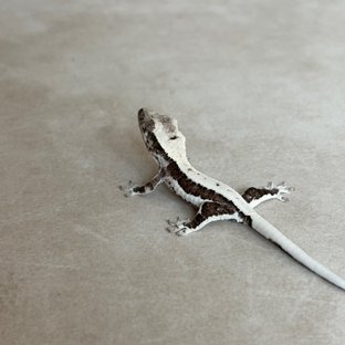 아잔틱 릴잔틱