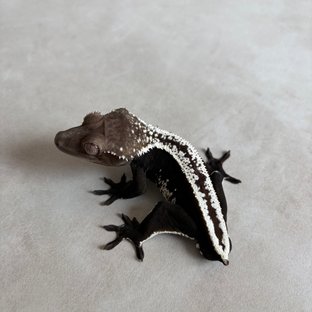 아잔틱