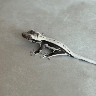 아잔틱 릴잔틱