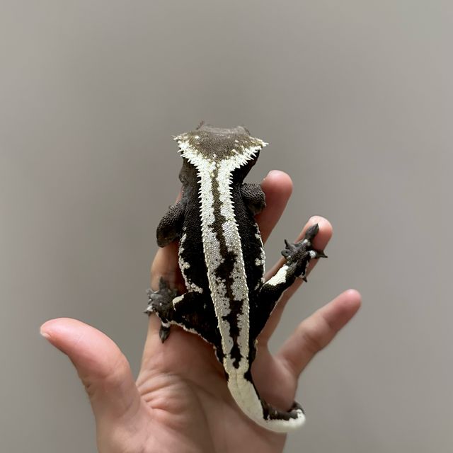 아잔틱