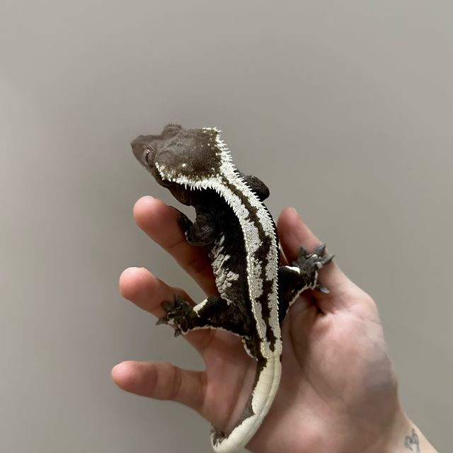 아잔틱