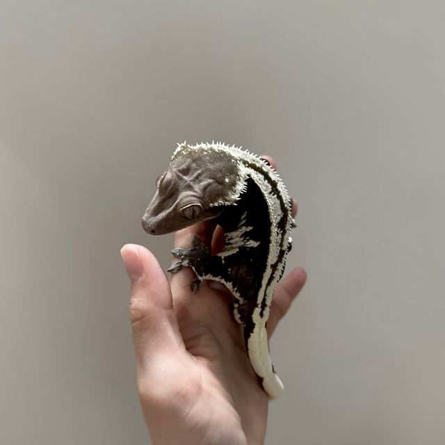 아잔틱