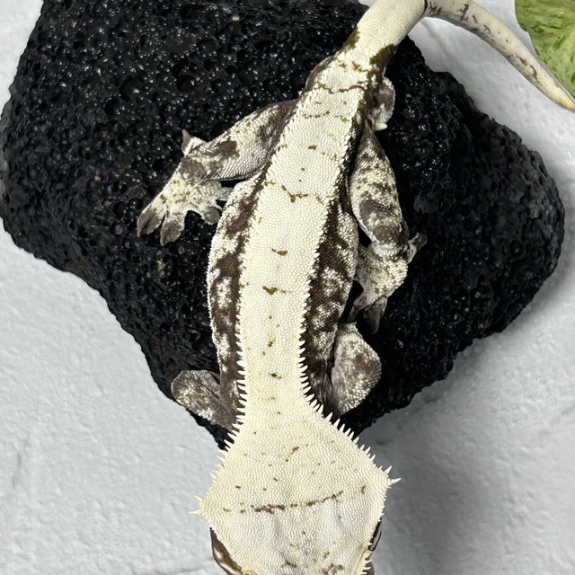 노멀 드리피 화이트스팟