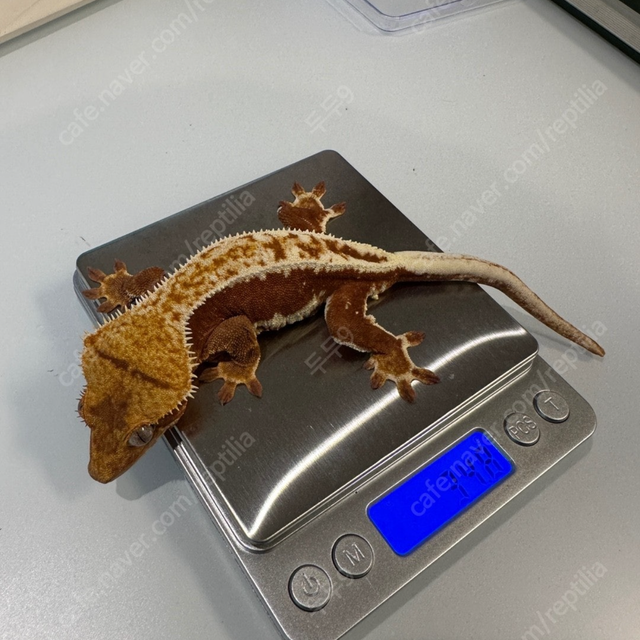 릴리화이트 레드