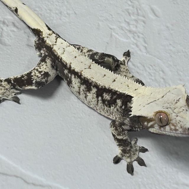 노멀 드리피 화이트스팟