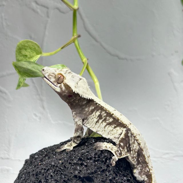 노멀 드리피 화이트스팟