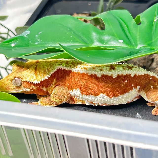 릴리화이트 레드