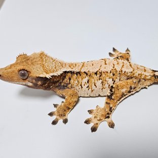 태자