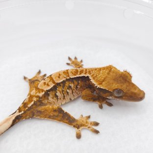 노멀 트라이 익스트림할리퀸 텐저린