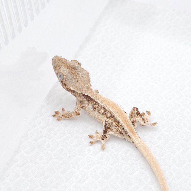 릴리화이트 솔리드백