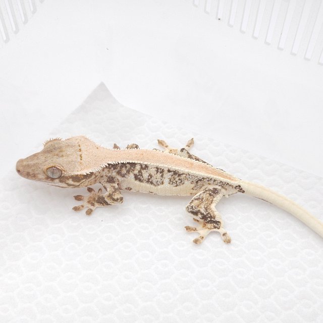 릴리화이트 솔리드백