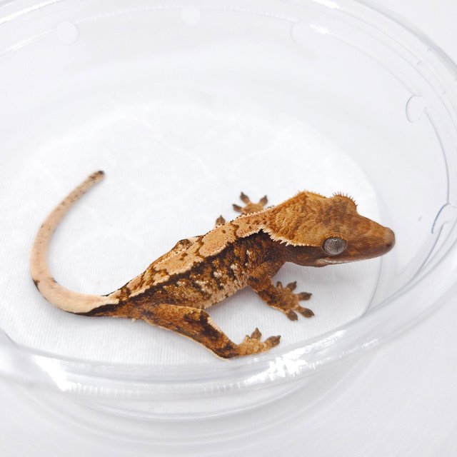 노멀 트라이 텐저린