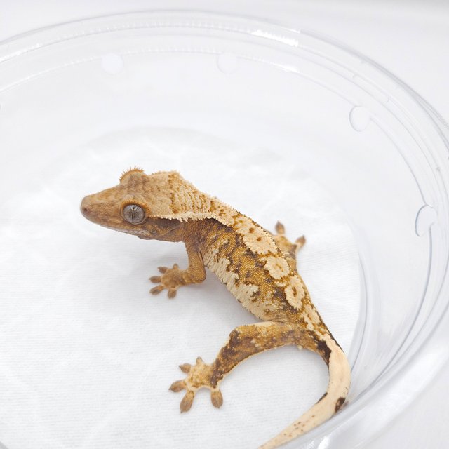 노멀 트라이 텐저린