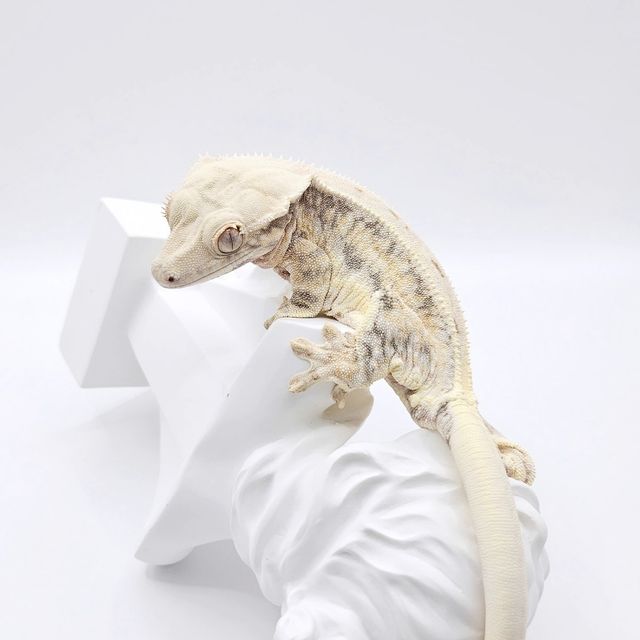 릴리화이트 트라이