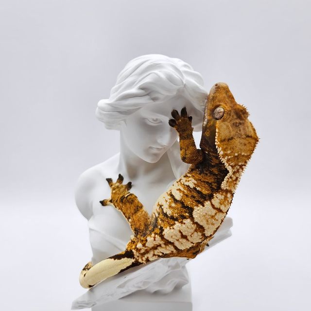 노멀 트라이 익스트림할리퀸 텐저린