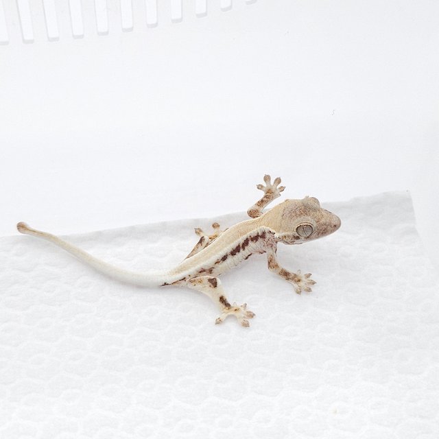 프라푸치노 솔리드백