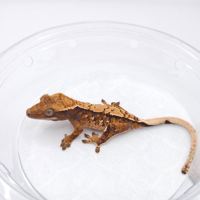 노멀 트라이 텐저린