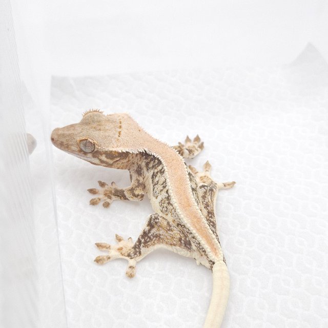 릴리화이트 솔리드백