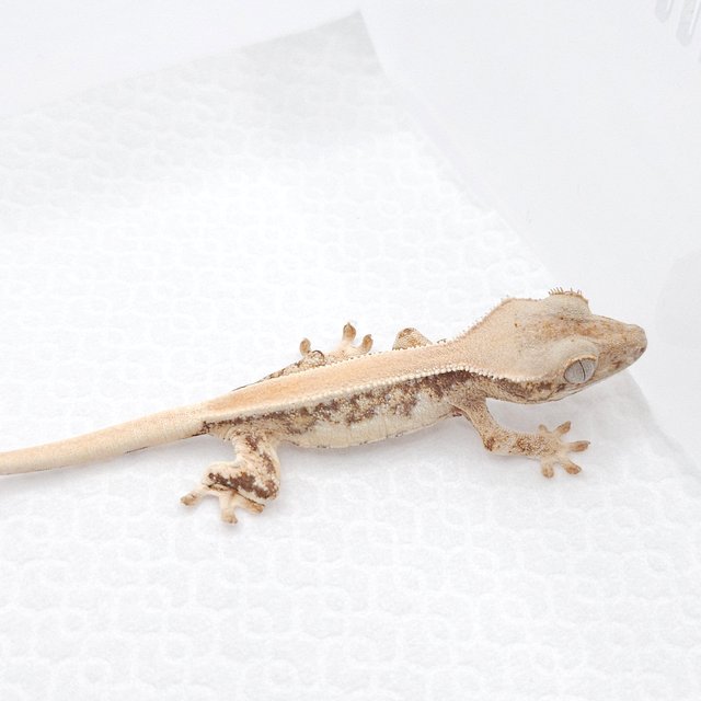 릴리화이트 솔리드백