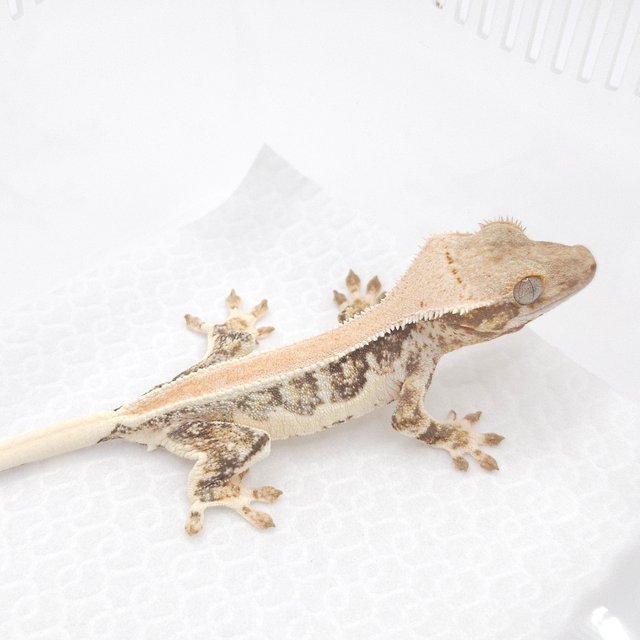 릴리화이트 솔리드백