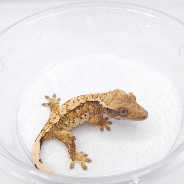 노멀 트라이 텐저린